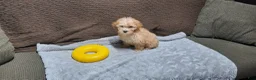 Toy Poodle dogs for sale: Honey - Ad 3