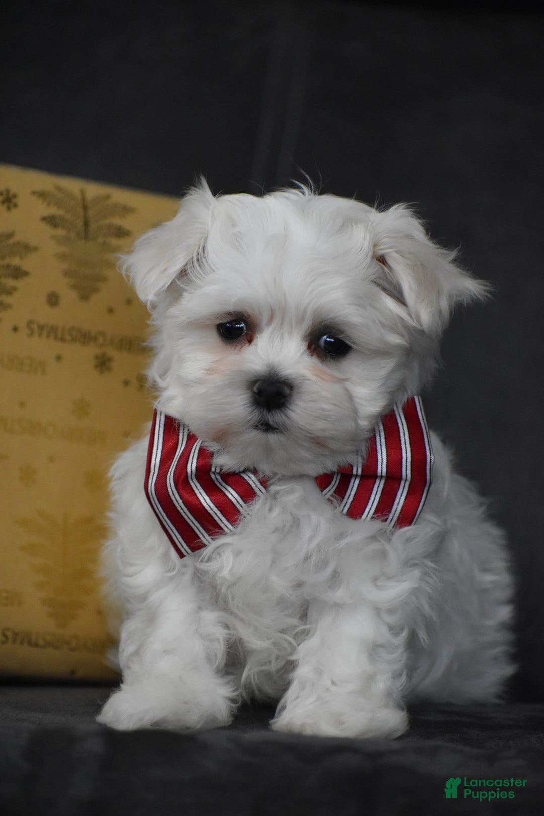 Maltese dogs for sale: Scamp - Ad 10