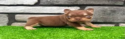 French Bulldog dogs for sale: Jasmine - Ad 5