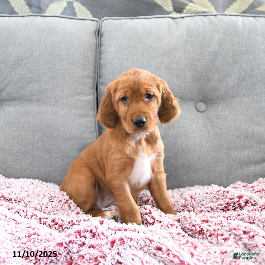 Mixed Breed dogs Cayenne - Ad 1