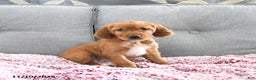 Mixed Breed dogs for sale: Cayenne - Ad 1