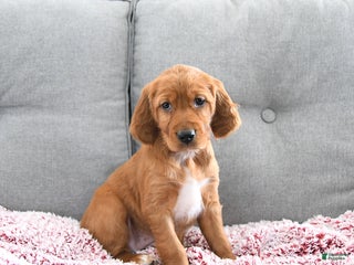 Mixed Breed dogs Cayenne - Ad 1