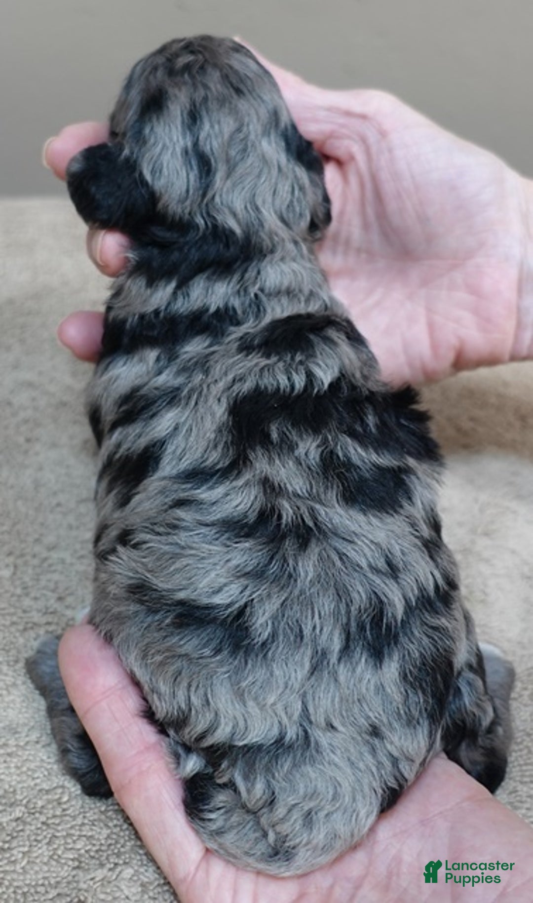 Toy Poodle dogs for sale: Millie - Ad 11