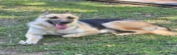 German Shepherd dogs for sale: Girl 4 - Ad 2