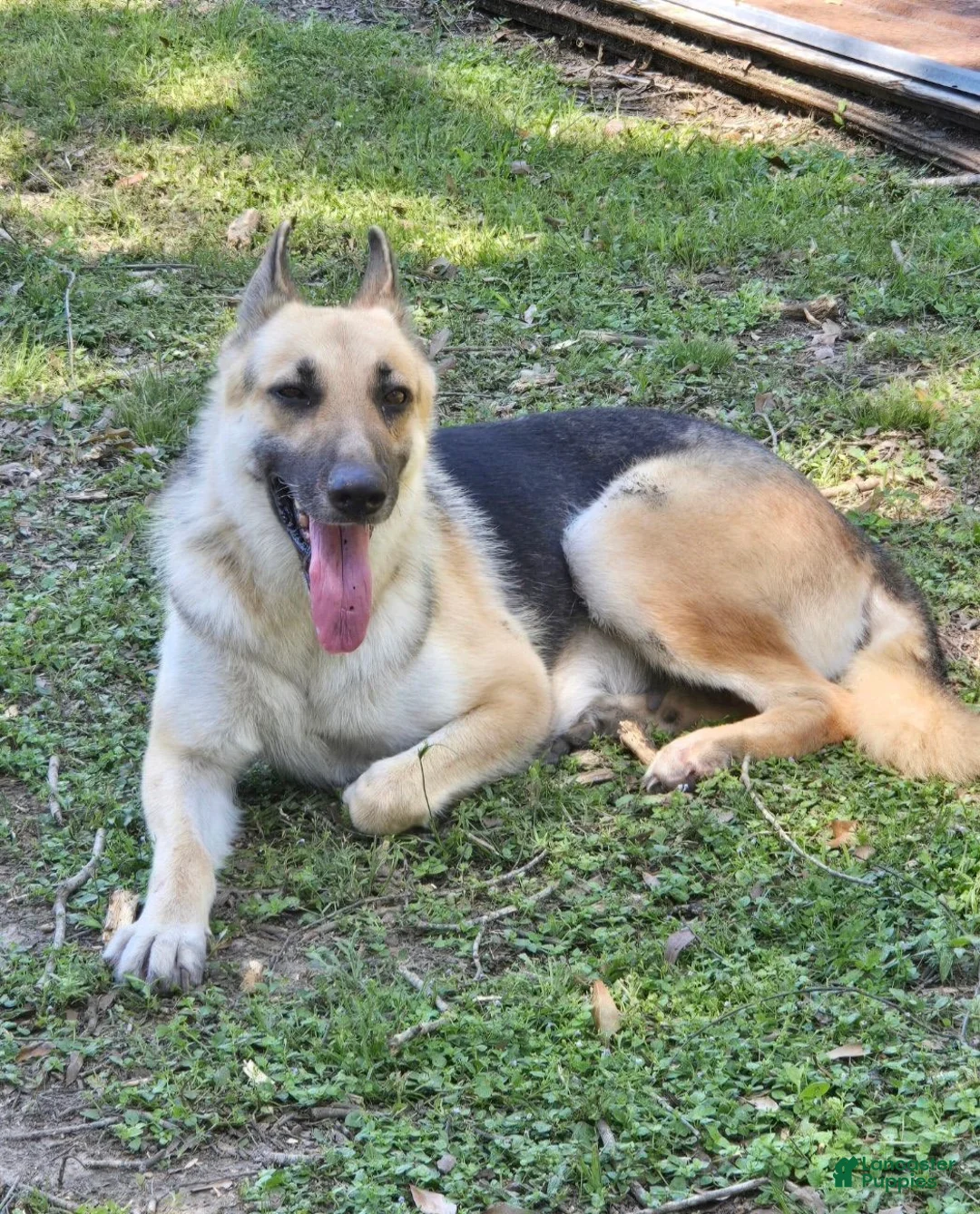 German Shepherd dogs for sale: Girl 4 - Ad 2
