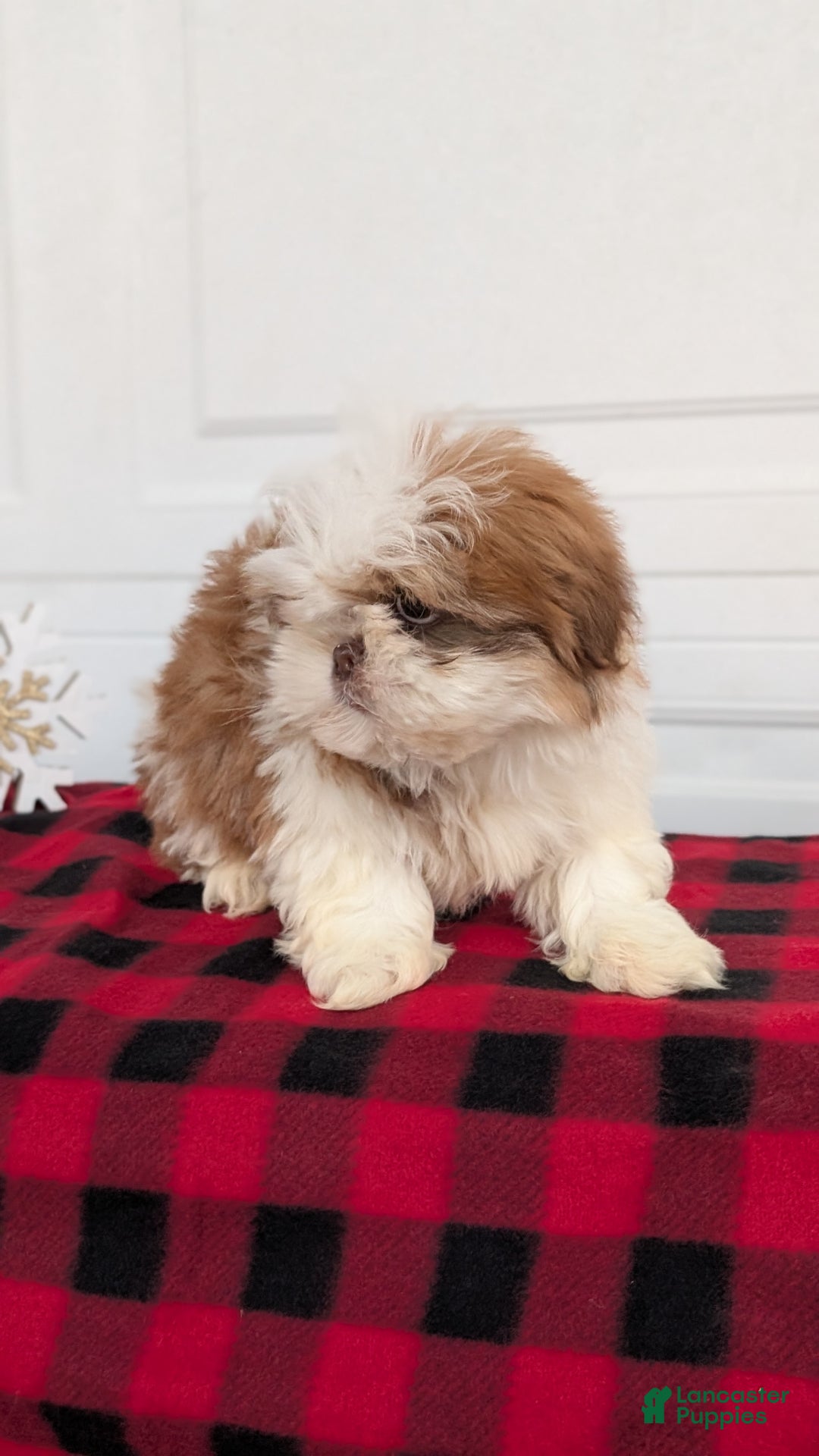 Shih Tzu dogs for sale: Mac - Ad 4