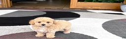 Mixed Breed dogs for sale: Mixed Breed 2 - Ad 12