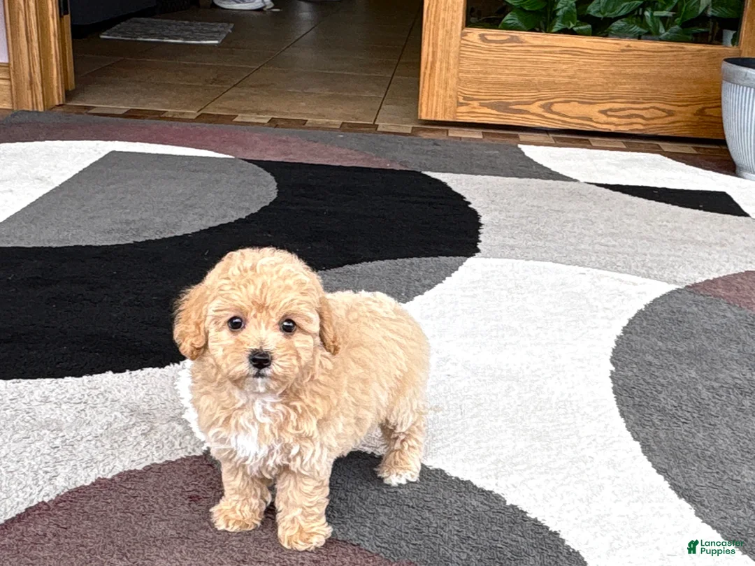 Mixed Breed dogs for sale: Mixed Breed 2 - Ad 12