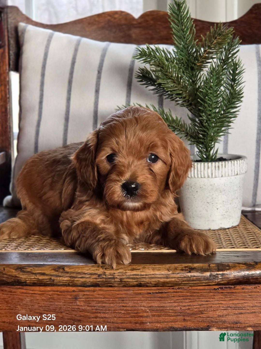 Mini Goldendoodle dogs for sale: Furry  - Ad 3
