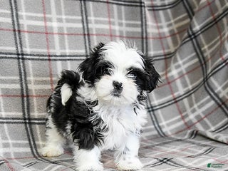 Shih Tzu dogs Sailor - Ad 19