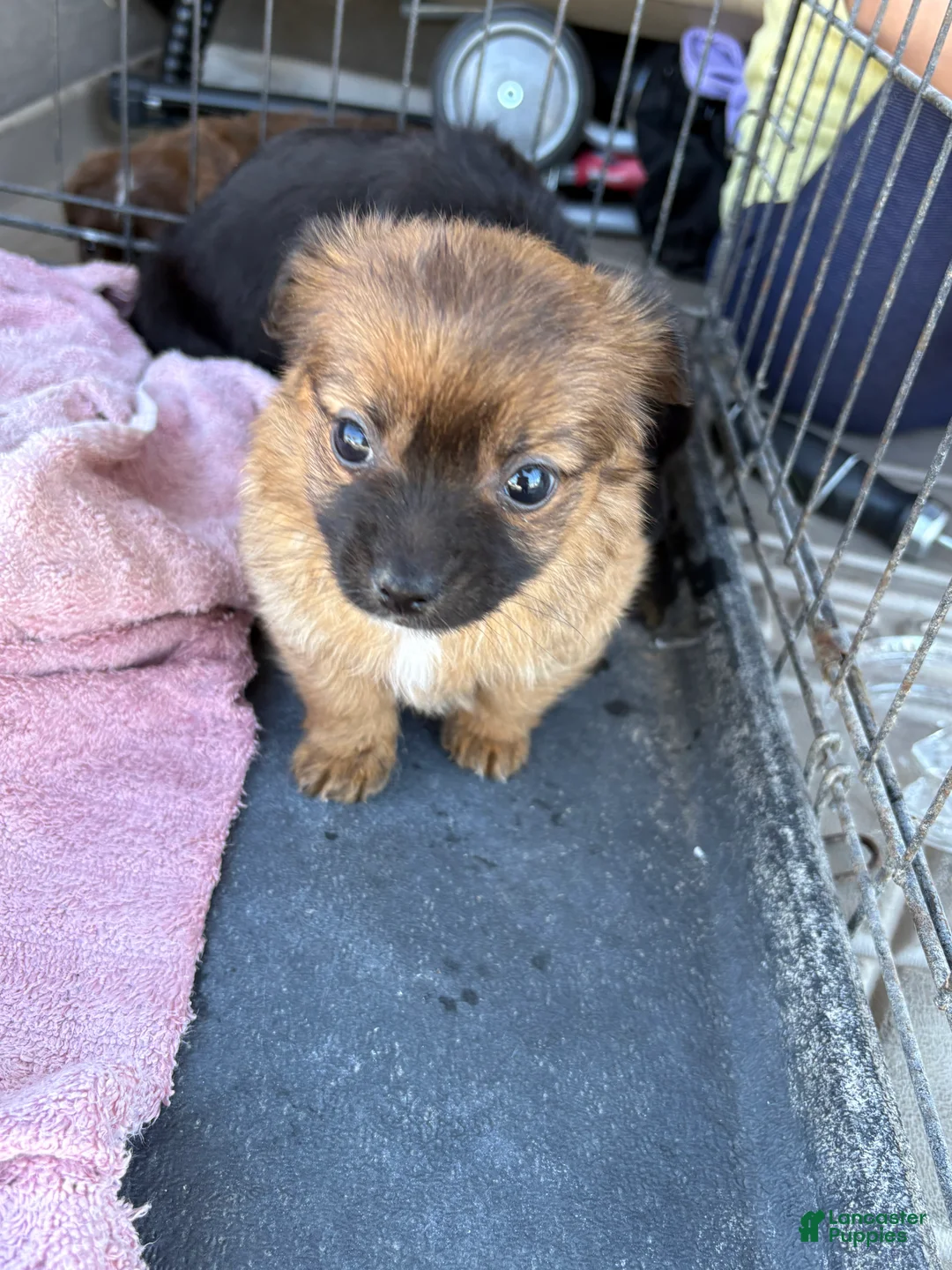 Mixed Breed dogs for sale: Mixed Breed Puppy 1 - Ad 2