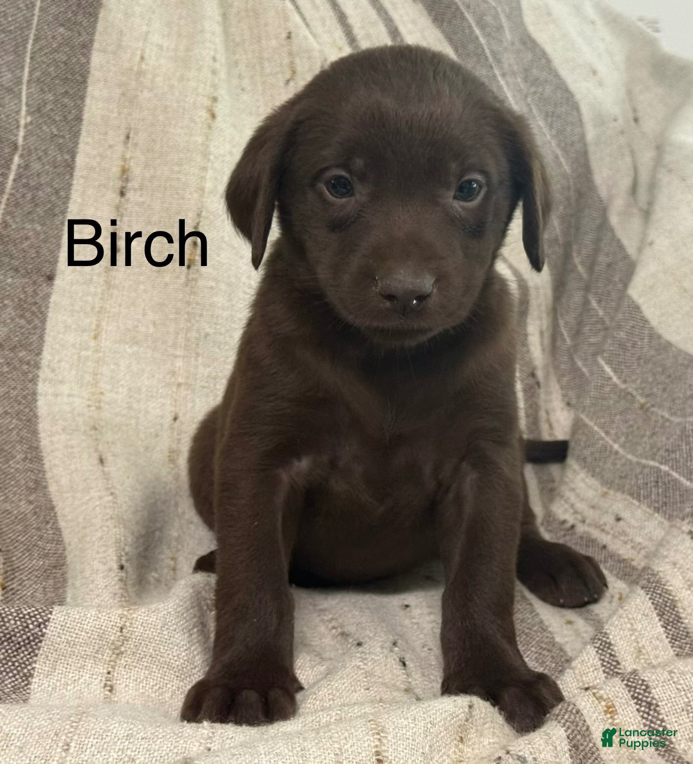 Labrador Retriever dogs Birch - Ad 1