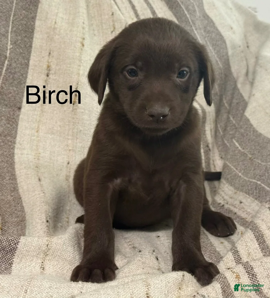 Labrador Retriever dogs for sale: Birch - Ad 1