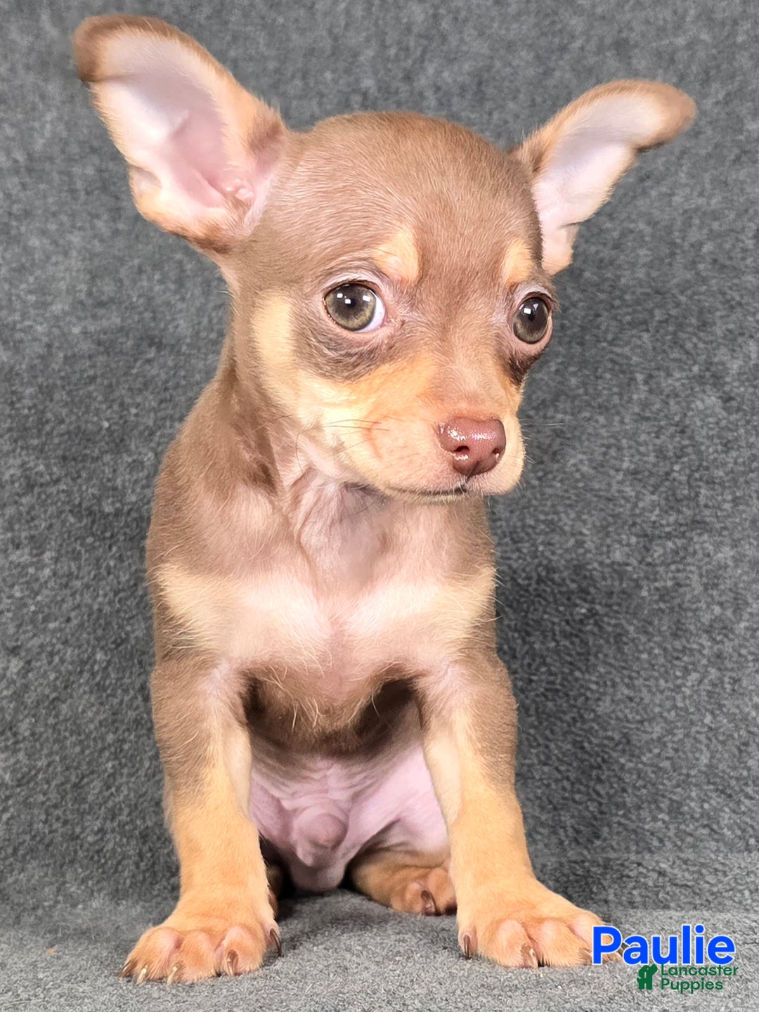 Chihuahua dogs for sale: Paulie - Ad 1