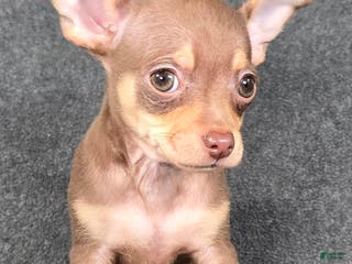 Chihuahua dogs Paulie - Ad 41