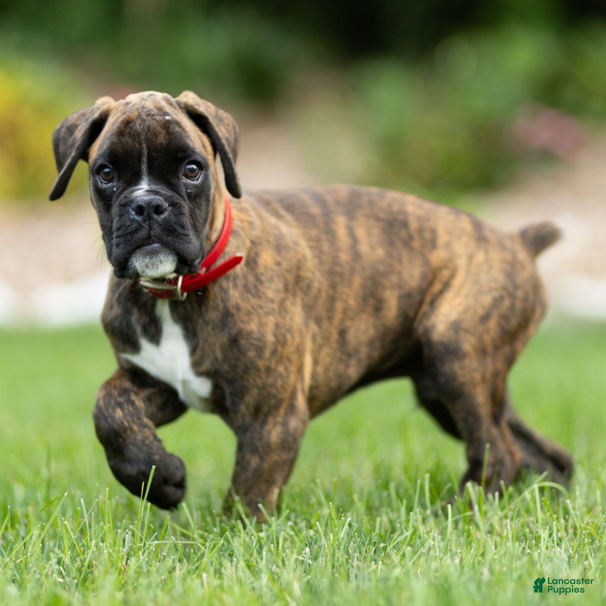 Boxer dogs Larry Boxer Puppy  - Ad 2