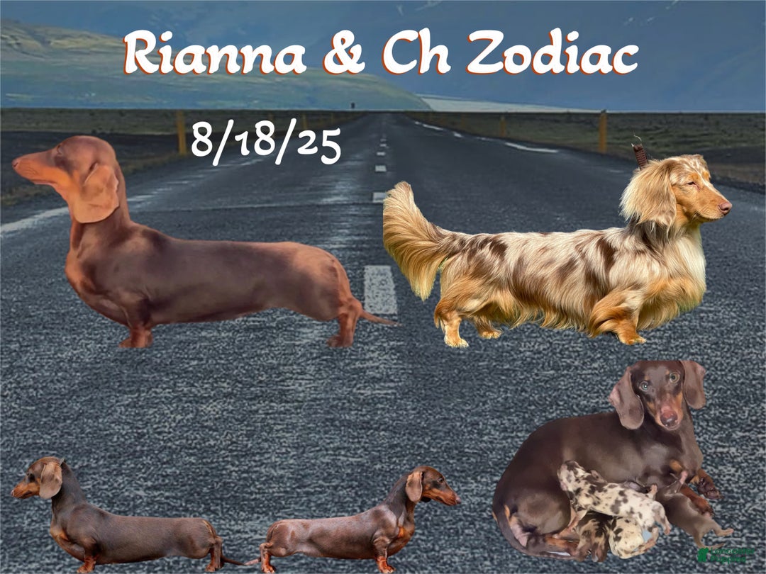 Miniature Dachshund dogs for sale: Rianna dappleShow boy - Ad 10