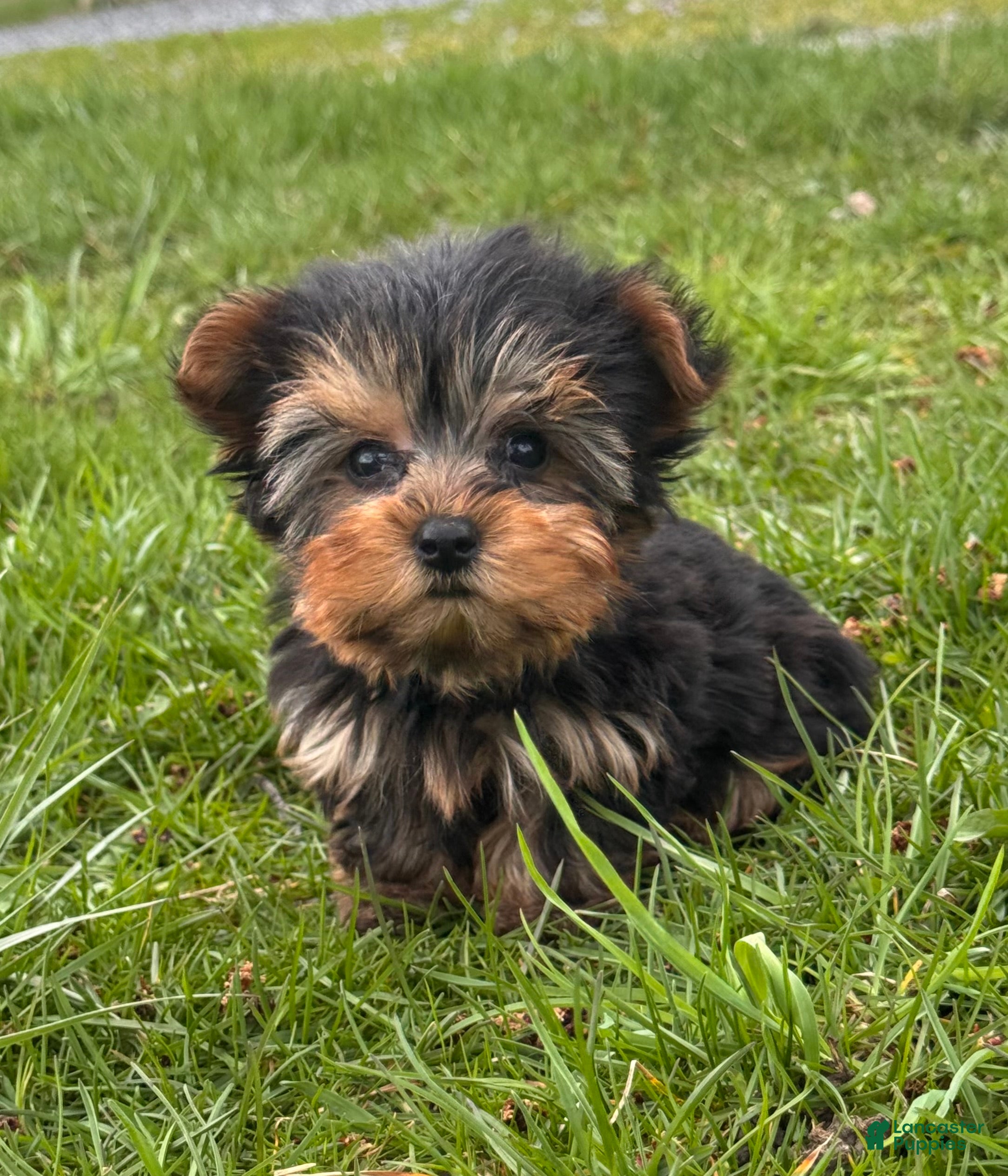 Yorkshire Terrier dogs Yeti - Ad 7