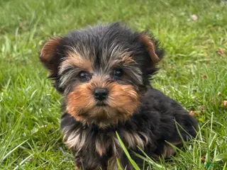 Yorkshire Terrier dogs Yeti - Ad 7