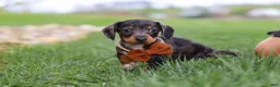 Miniature Dachshund dogs for sale: Leo - Ad 7