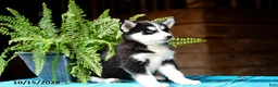Pomsky dogs for sale: Taffy - Ad 6