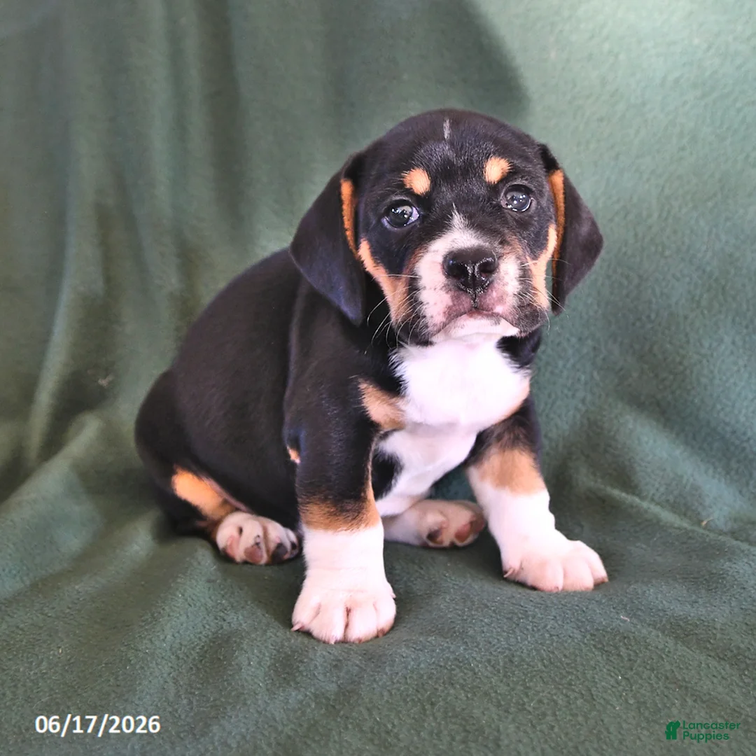 Beabull dogs for sale: Rover - Ad 5