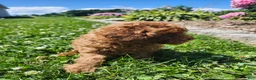 Miniature Poodle dogs for sale: Teddy - Ad 4
