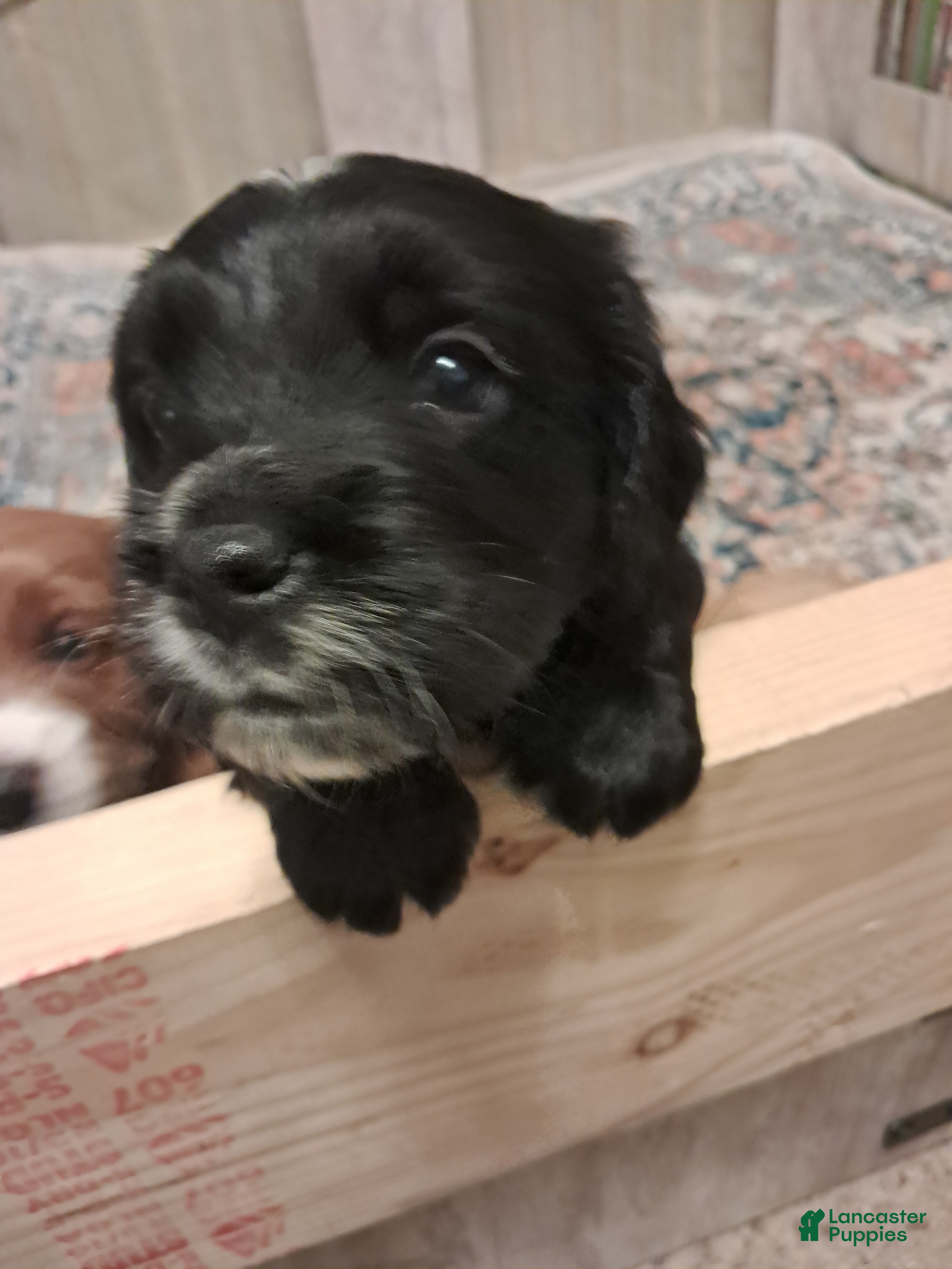 Double Doodle dogs for sale: Rhys - Ad 1