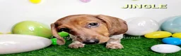 Miniature Dachshund dogs for sale: Jingle Miniature Dachshund Puppy 1 - Ad 13