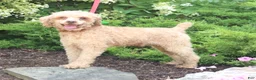 Mini Goldendoodle dogs for sale: Forest - Ad 5