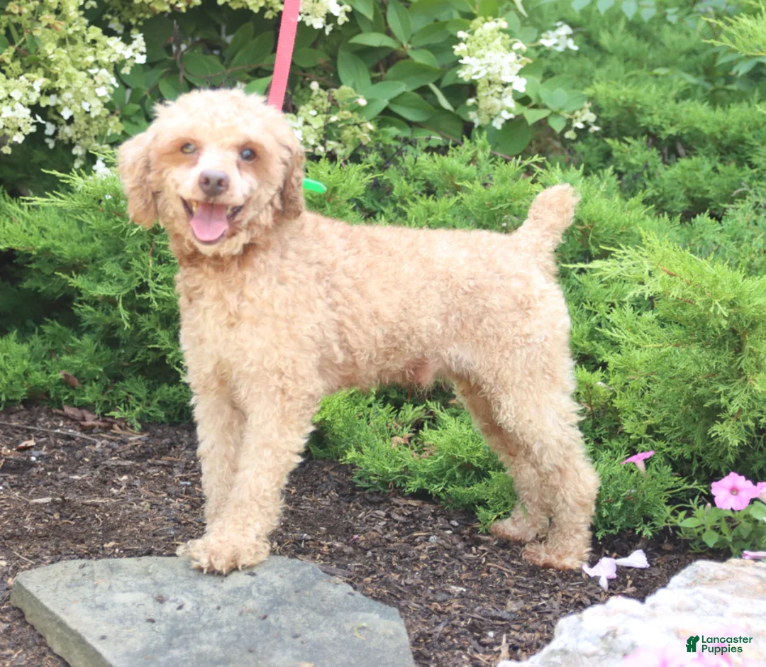 Mini Goldendoodle dogs for sale: Forest - Ad 5