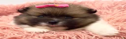 Pomeranian dogs for sale: AKC Liz - Ad 1