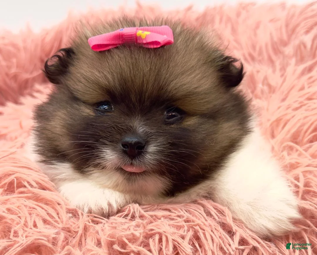 Pomeranian dogs for sale: AKC Liz - Ad 1