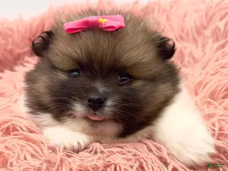 Pomeranian dogs AKC Liz - Ad 4