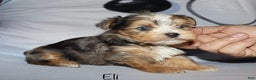 Yorkshire Terrier dogs for sale: Eli - blue merle parti - Ad 11