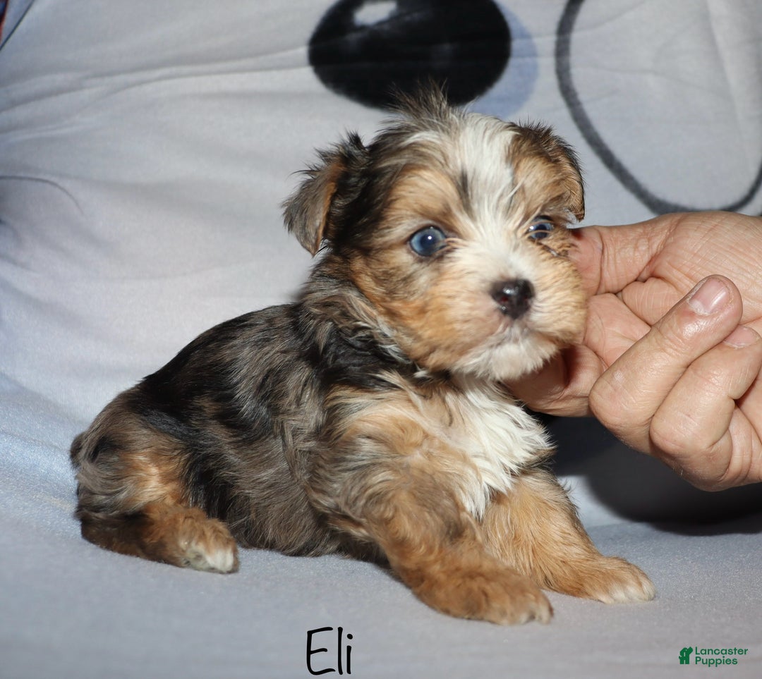 Yorkshire Terrier dogs for sale: Eli - blue merle parti - Ad 11