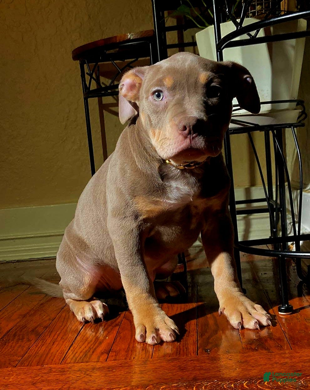 American Bully dogs "FOXY BROWN" - Ad 4