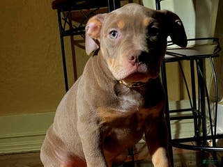 American Bully dogs "FOXY BROWN" - Ad 4