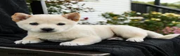 Shiba Inu dogs for sale: Ivory  - Ad 3