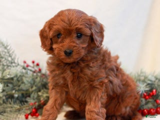 Mini Goldendoodle dogs Fern - Ad 24