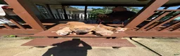American Bully dogs for sale: American Bully 3 - Ad 5