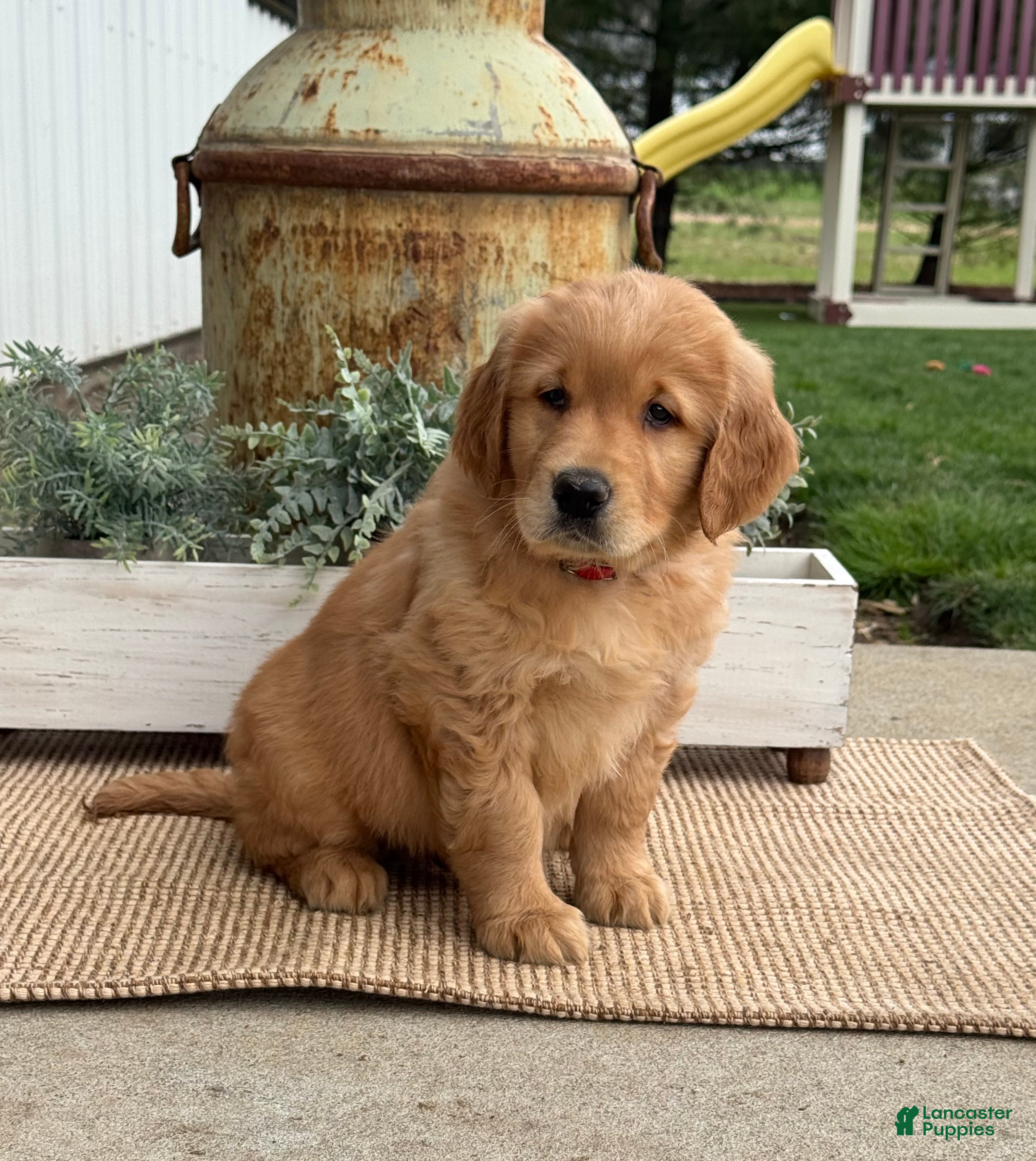 Golden Retriever dogs Grant - Ad 2