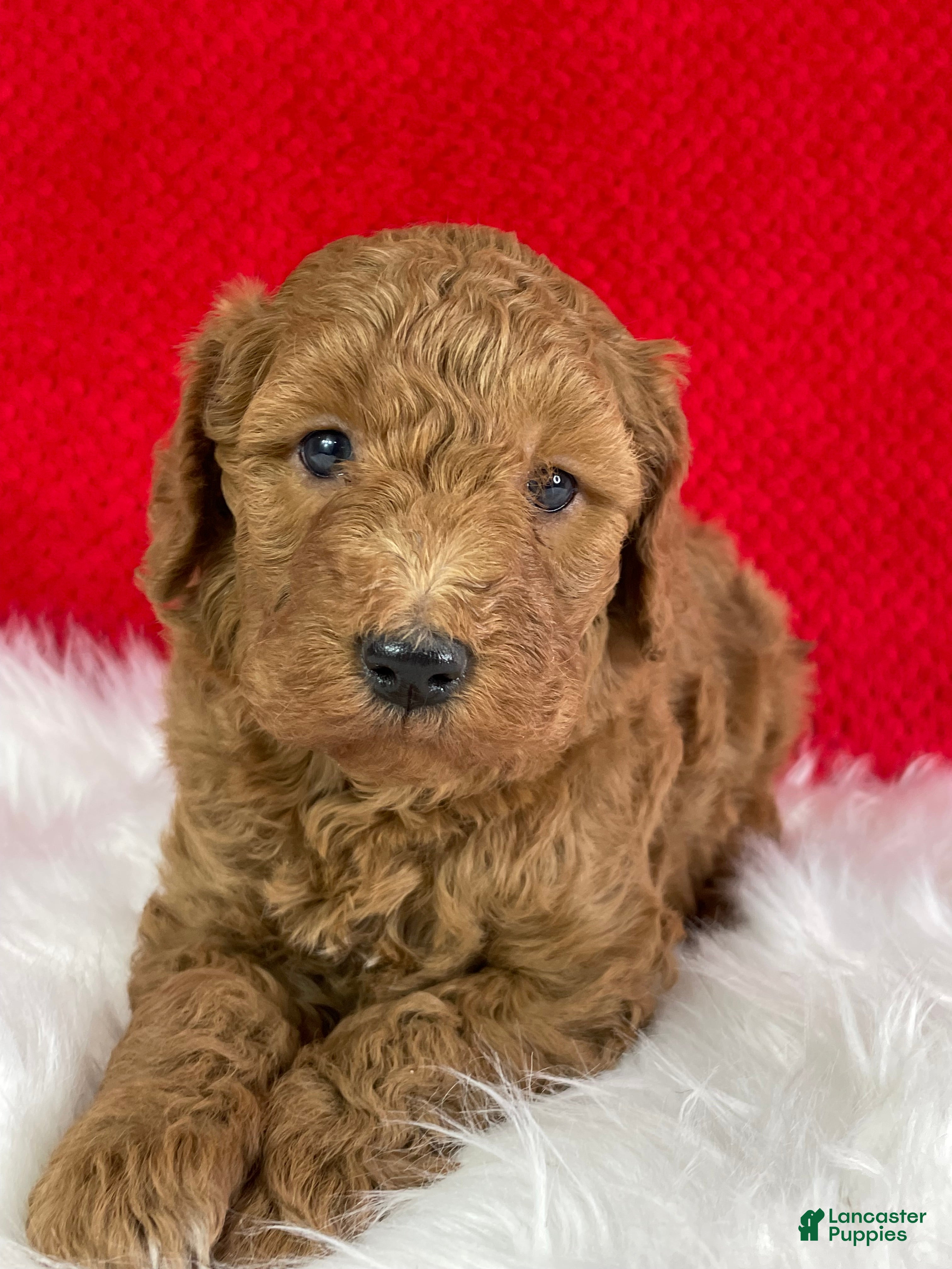Mini Goldendoodle dogs Jack - Ad 28
