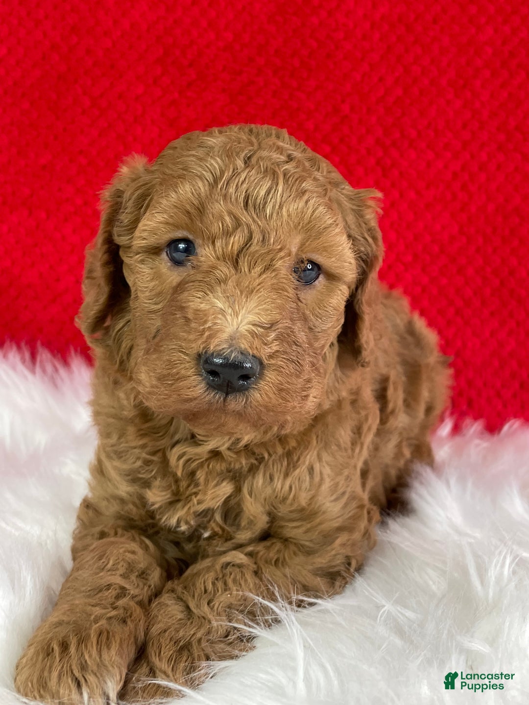 Mini Goldendoodle dogs for sale: Jack - Ad 1