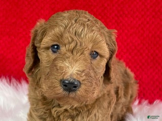 Mini Goldendoodle dogs Jack - Ad 21