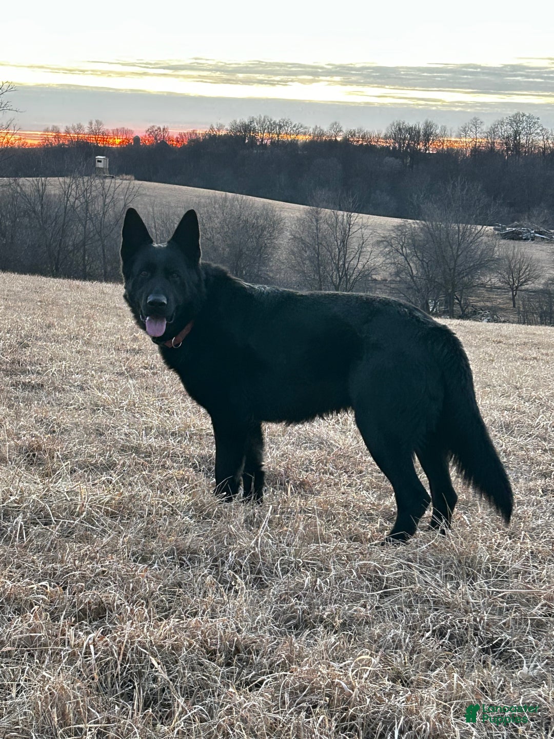 German Shepherd dogs for sale: Cody/ Willow Green - Ad 7