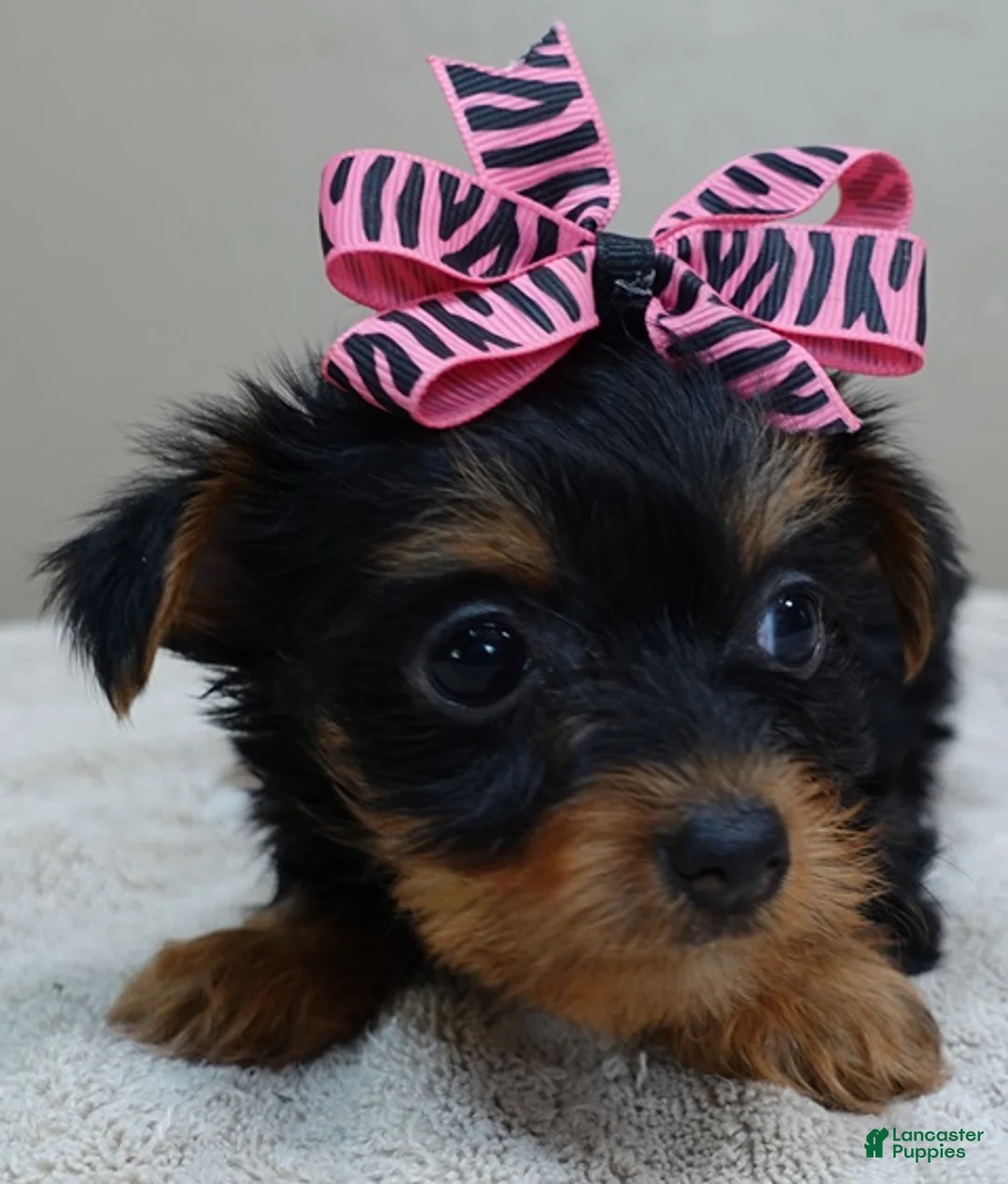 Yorkshire Terrier dogs for sale: Blossom 1 lb 6 ozs - Ad 2