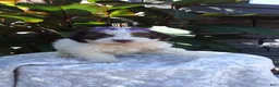 Havanese dogs for sale: Oreo - Ad 5