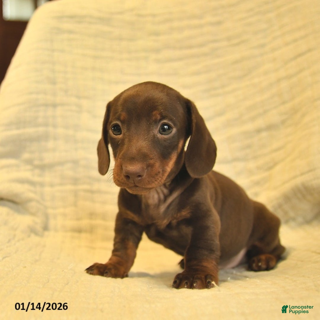 Miniature Dachshund dogs for sale: Luna  - Ad 2