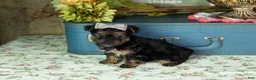 Yorkshire Terrier dogs for sale: Lucy  - Ad 3